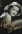 Bette Davis: Mulher Marcada. Cinzas do Passado, Eu Soube Amar, Uma Velha Amizade