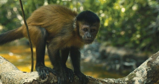 RESENHA CRÍTICA: Amazônia