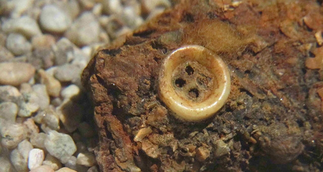 O Botão de Pérola O Botão de Pérola