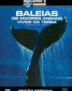 Baleias – Os Maiores Animais Vivos da Terra